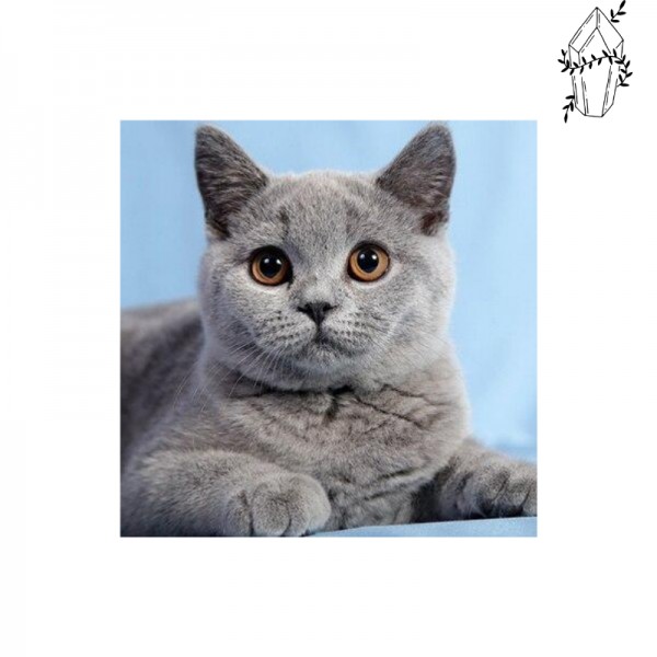 Broderie diamant Chartreux